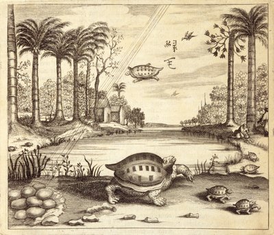 Skildpaddeæg, der klækker, fra Kina Illustreret af Athanasius Kircher (1601-80) 1667 af Dutch School