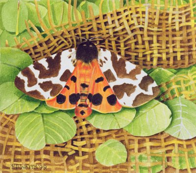 Tiger Moth, 1999 (akryl på papir) af E.B. Watts