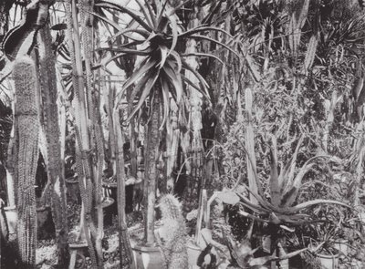 Kew Gardens, ca. 1900 (s/h-foto) af E. J. Wallis