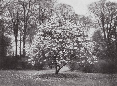 Kew Gardens, ca. 1900 (s/h-foto) af E. J. Wallis