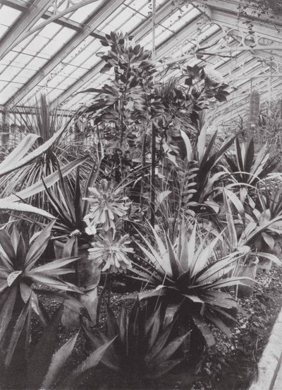 Kew Gardens, ca. 1900 (s/h-foto) af E. J. Wallis