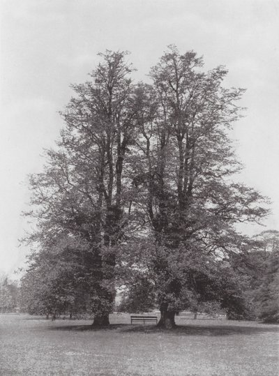 Kew Gardens, ca. 1900 (s/h-foto) af E. J. Wallis