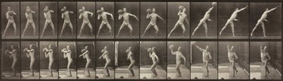 Dyrebevægelser, tavle 319, 1887. af Eadweard Muybridge