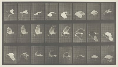 Dyrebevægelser, tavle 758, 1887. af Eadweard Muybridge