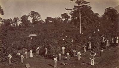 Kaffehøst, Las Nubes-Guatemala, 1875. af Eadweard Muybridge