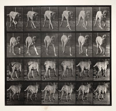 Dread Trav, 1887. af Eadweard Muybridge