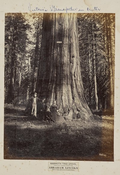 Mammoth Tree Grove, Calaveras County, Californien. Abraham Lincoln. 320 fod højt, 54 fod i omkreds af Eadweard J. Muybridge