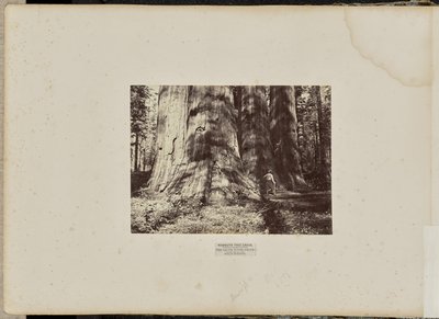 Mammoth Tree Grove, Calaveras County, Californien. Heksegruppen fra Salem. Gennemsnitlig 300 fod høj, 65 fod i omkreds af Eadweard J. Muybridge