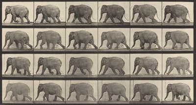 Plade nummer 733. Elefantvandring, 1887. af Eadweard Muybridge