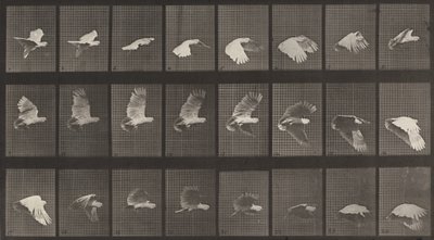 Plade nummer 758. Kakadu flyvende, 1887. af Eadweard Muybridge