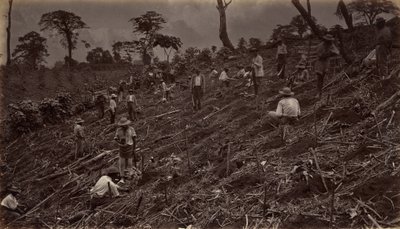 Opstilling af en kaffeplantage i Antigua de Guatemala, 1875, udgivet 1877. af Eadweard Muybridge