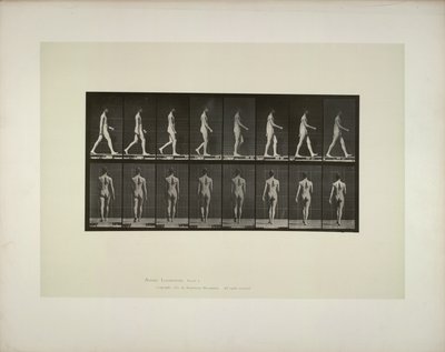 Dyrebevægelser: bækkenklud til mænd, 1887. af Eadweard Muybridge