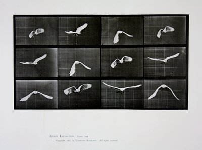 Fugl i flugt, plade 762 fra "Animal Locomotion", 1887 af Eadweard Muybridge