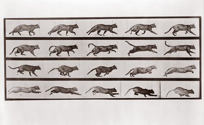 Kat i trav og galop, plade 717 fra Animal Locomotion, 1887 af Eadweard Muybridge