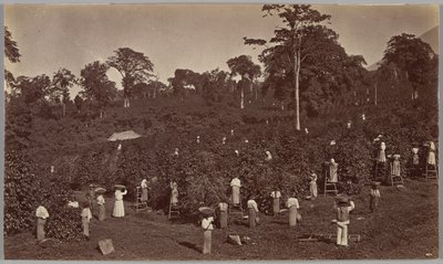 Kaffehøst, Las Nubes, Guatemala af Eadweard Muybridge
