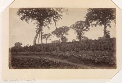 Kaffeplantage ved Las Nubes, Guatemala af Eadweard Muybridge