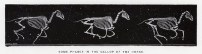 Eadweard Muybridge: Nogle faser i hestens galop af Eadweard Muybridge