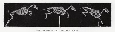 Eadweard Muybridge: Nogle faser i en hests spring (s/h-billede) af Eadweard Muybridge