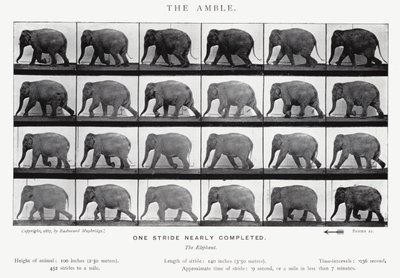 Eadweard Muybridge: The Amble (s/h foto) af Eadweard Muybridge