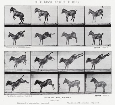 Eadweard Muybridge: The Buck and the Kick (s/h-billede) af Eadweard Muybridge