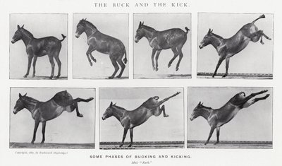 Eadweard Muybridge: The Buck and the Kick (s/h-billede) af Eadweard Muybridge