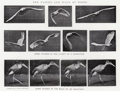 Eadweard Muybridge: The Flight and Walk of Birds (s/h-billede) af Eadweard Muybridge