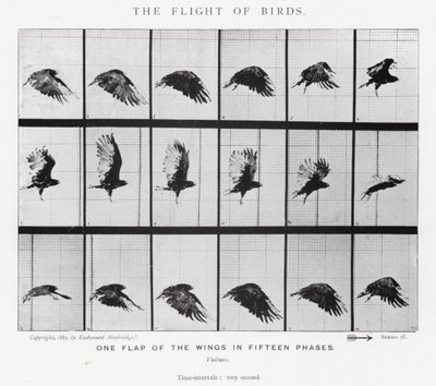 Eadweard Muybridge: The Flight of Birds (s/h-billede) af Eadweard Muybridge