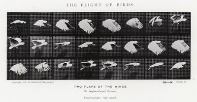 Eadweard Muybridge: The Flight of Birds (s/h-billede) af Eadweard Muybridge