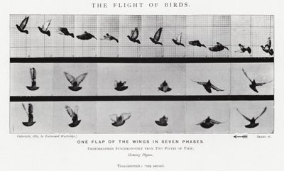 Eadweard Muybridge: The Flight of Birds (s/h-billede) af Eadweard Muybridge