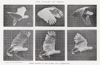 Eadweard Muybridge: The Flight of Birds (s/h-billede) af Eadweard Muybridge