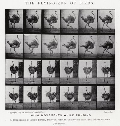 Eadweard Muybridge: The Flying-Run of Birds (s/h-billede) af Eadweard Muybridge