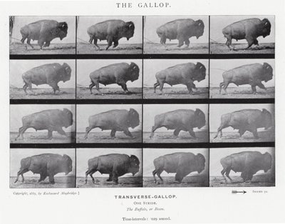 Eadweard Muybridge: The Gallop (s/h foto) af Eadweard Muybridge