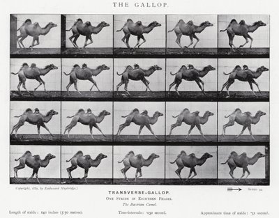 Eadweard Muybridge: The Gallop (s/h foto) af Eadweard Muybridge