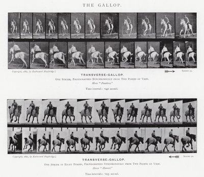 Eadweard Muybridge: The Gallop (s/h foto) af Eadweard Muybridge