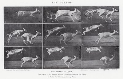 Eadweard Muybridge: The Gallop (s/h foto) af Eadweard Muybridge