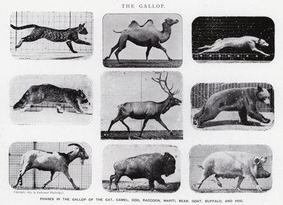 Eadweard Muybridge: The Gallop (s/h foto) af Eadweard Muybridge