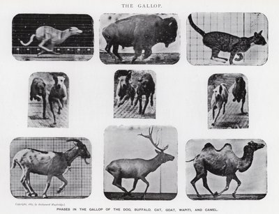 Eadweard Muybridge: The Gallop (s/h foto) af Eadweard Muybridge