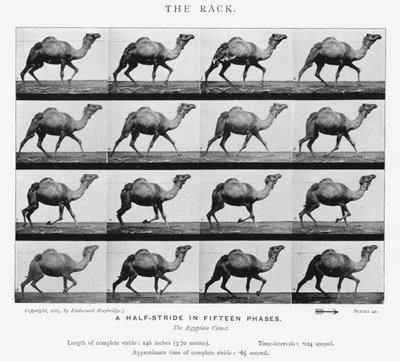 Eadweard Muybridge: The Rack (s/h foto) af Eadweard Muybridge