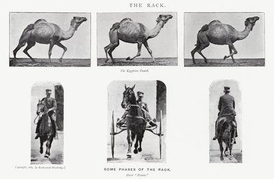Eadweard Muybridge: The Rack af Eadweard Muybridge