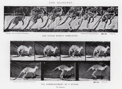 Eadweard Muybridge: The Ricochet (s/h foto) af Eadweard Muybridge