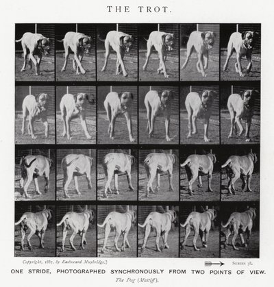 Eadweard Muybridge: The Trot (s/h foto) af Eadweard Muybridge