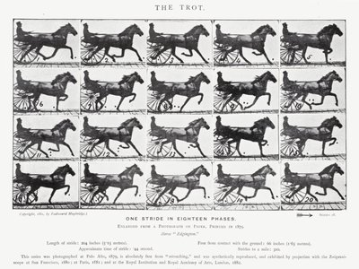 Eadweard Muybridge: The Trot (s/h foto) af Eadweard Muybridge