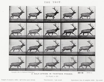 Eadweard Muybridge: The Trot (s/h foto) af Eadweard Muybridge