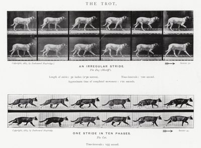 Eadweard Muybridge: The Trot (s/h foto) af Eadweard Muybridge