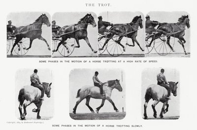 Eadweard Muybridge: The Trot (s/h foto) af Eadweard Muybridge