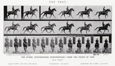 Eadweard Muybridge: The Trot (s/h foto) af Eadweard Muybridge