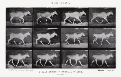 Eadweard Muybridge: The Trot (s/h foto) af Eadweard Muybridge