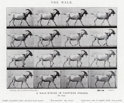 Eadweard Muybridge: The Walk (s/h foto) af Eadweard Muybridge