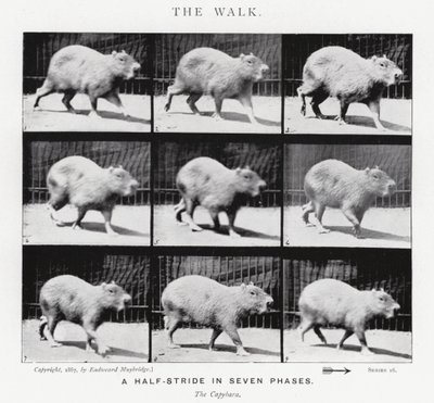 Eadweard Muybridge: The Walk (s/h foto) af Eadweard Muybridge
