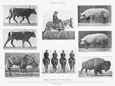 Eadweard Muybridge: The Walk (s/h foto) af Eadweard Muybridge